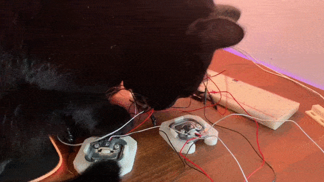 My cat eating the IoT Hello World project